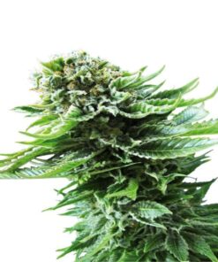 Northern Lights Autoflower Seeds